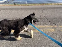 Gizelle, a female Afghan Hound for sale in Madison Lake, MN – 8 of 8