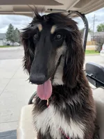 Gizelle, a female Afghan Hound for sale in Madison Lake, MN – 5 of 8