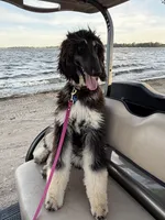 Gizelle, a female Afghan Hound for sale in Madison Lake, MN – 7 of 8