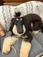 Gizelle, a female Afghan Hound for sale in Madison Lake, MN – 3 of 8