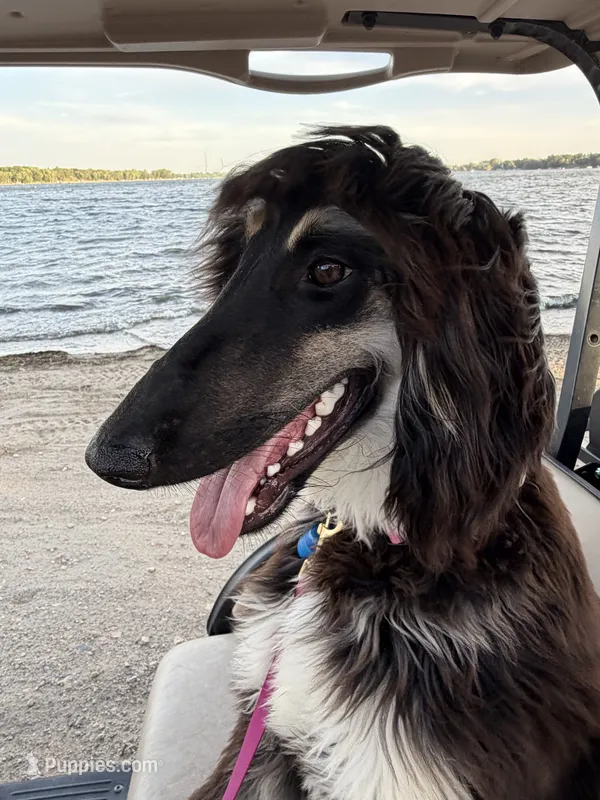Gizelle – Afghan Hound puppy for sale in Madison Lake, MN