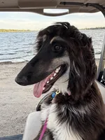 Gizelle, a female Afghan Hound for sale in Madison Lake, MN – 1 of 8