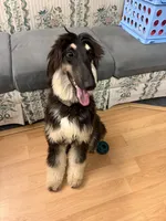 Gizelle, a female Afghan Hound for sale in Madison Lake, MN – 4 of 8
