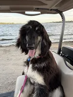 Gizelle, a female Afghan Hound for sale in Madison Lake, MN – 6 of 8