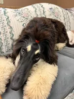 Gizelle, a female Afghan Hound for sale in Madison Lake, MN – 2 of 8