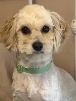Tilda, a female Cavachon for sale in Madison Lake, MN – Photo 1 of 4