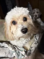 Tilda, a female Cavachon for sale in Madison Lake, MN – Photo 4 of 4