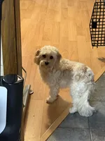 Tilda, a female Cavachon for sale in Madison Lake, MN – Photo 3 of 4