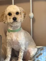 Tilda, a female Cavachon for sale in Madison Lake, MN – Photo 2 of 4