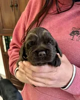 processed/cfa16926-6ef1-4d3d-9976-8104f92aec50/listing/30a66cbe-54ba-45ab-a0b0-e33fb0fc96f7/2067e7c9-0e13-4d07-89ca-7b2aba2d46cd