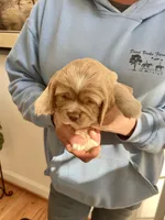Sport, a male Cocker Spaniel for sale in Raleigh, NC – Photo 7 of 10