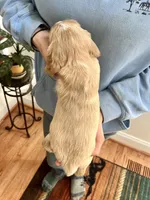 Sport, a male Cocker Spaniel for sale in Raleigh, NC – Photo 5 of 10