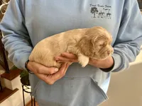 Sport, a male Cocker Spaniel for sale in Raleigh, NC – Photo 6 of 10