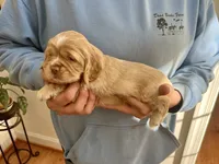 Sport, a male Cocker Spaniel for sale in Raleigh, NC – Photo 4 of 10