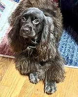 Sport, a male Cocker Spaniel for sale in Raleigh, NC – Photo 9 of 10