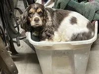 Sport, a male Cocker Spaniel for sale in Raleigh, NC – Photo 10 of 10