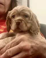 Sport, a male Cocker Spaniel for sale in Raleigh, NC – Photo 2 of 10