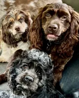 Sport, a male Cocker Spaniel for sale in Raleigh, NC – Photo 8 of 10