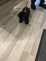Missy, a female Poodle - Toy  for sale in Upper Marlboro, MD – 2 of 5