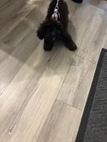 Missy, a female Poodle - Toy  for sale in Upper Marlboro, MD – 3 of 5