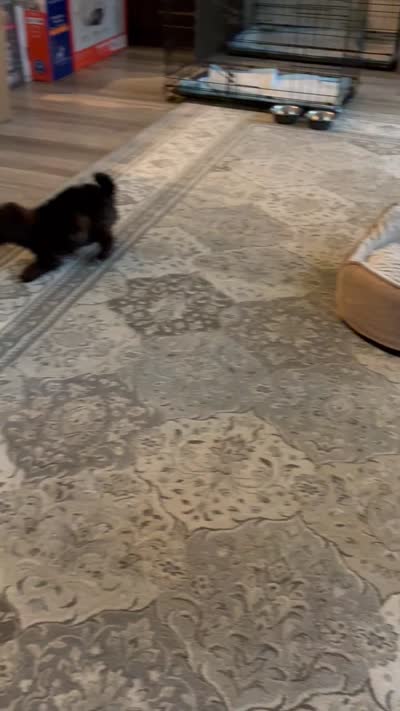 Missy, a female Poodle - Toy  for sale in Upper Marlboro, MD – 5 of 5
