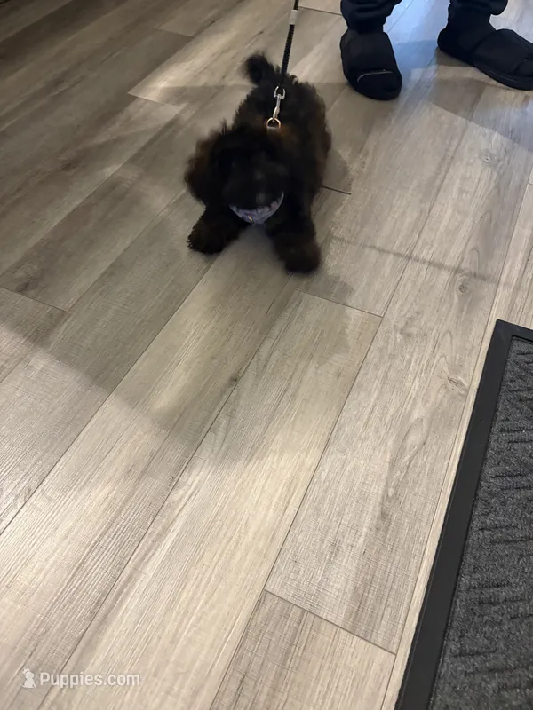 Missy – Poodle - Toy  puppy for sale in Upper Marlboro, MD