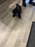 Missy, a female Poodle - Toy  for sale in Upper Marlboro, MD – 1 of 5