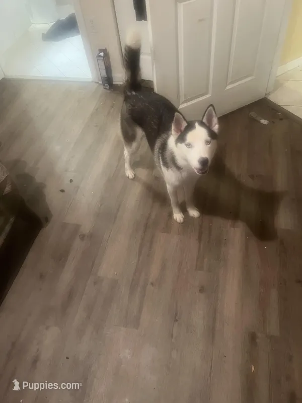 Makima – Siberian Husky puppy for sale in West Palm Beach, FL