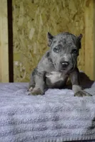 Bully, a male American Bully for sale in Riverdale, MD – 3 of 4