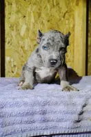 Bully, a male American Bully for sale in Riverdale, MD – 2 of 4