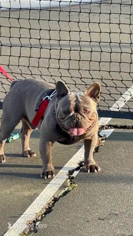 frenchie  – French Bulldog puppy for sale in Riverdale, MD