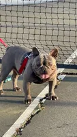 frenchie , a female French Bulldog for sale in Riverdale, MD – 1 of 5
