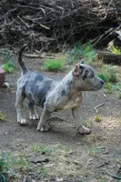 Bully, a male American Bully for sale in Riverdale, MD – 1 of 4