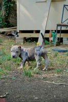 Bully, a male American Bully for sale in Riverdale, MD – 4 of 4