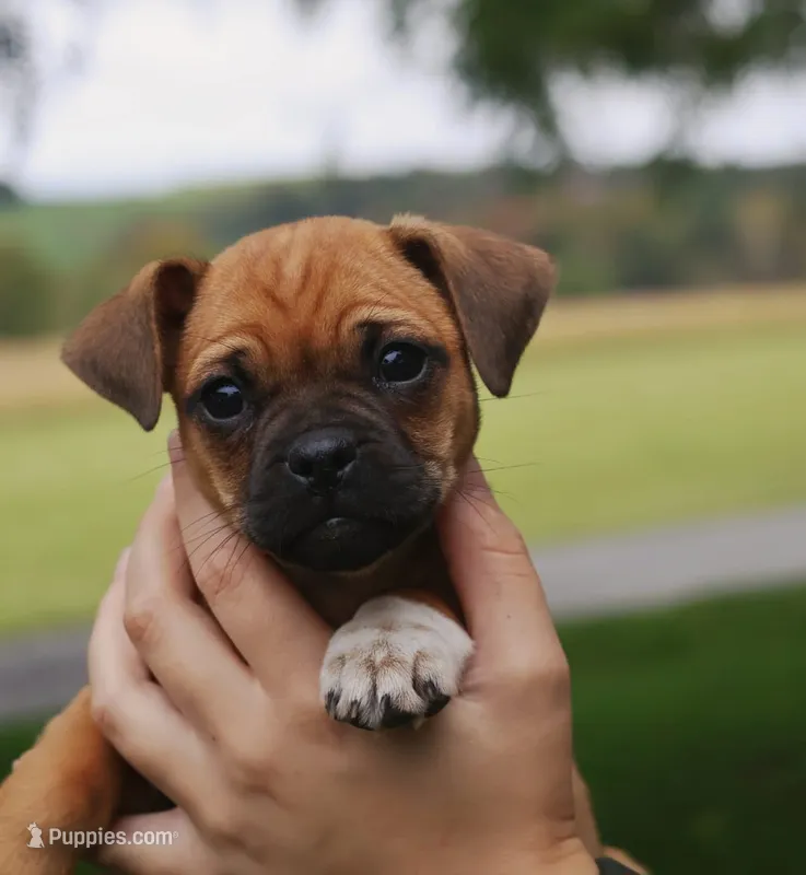 Bailey  – Jack Russell Terrier, Pug puppy for sale in Liberty, PA