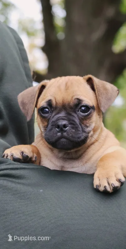 Bear – Jack Russell Terrier, Pug puppy for sale in Liberty, PA