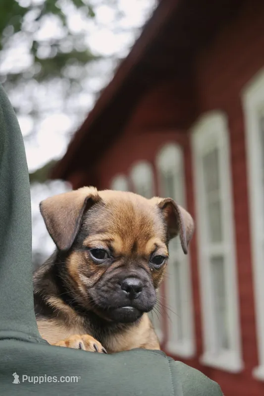 Buck – Jack Russell Terrier, Pug puppy for sale in Liberty, PA