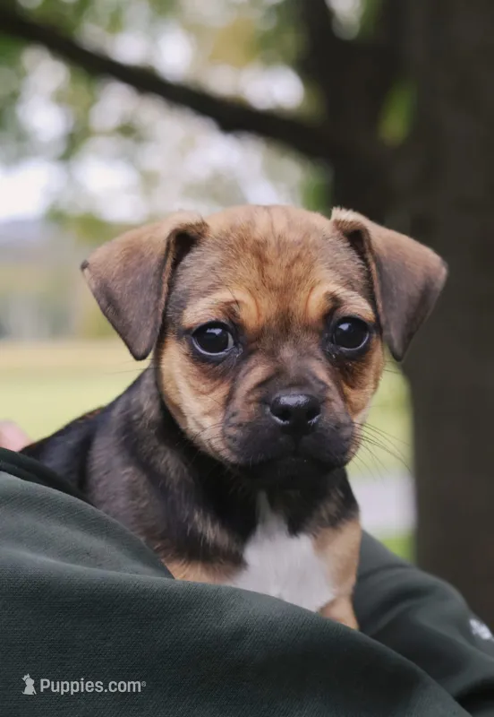 Boots  – Jack Russell Terrier, Pug puppy for sale in Liberty, PA