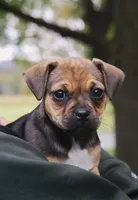 Boots , a female Jack Russell Terrier and Pug for sale in Liberty, PA – 1 of 1