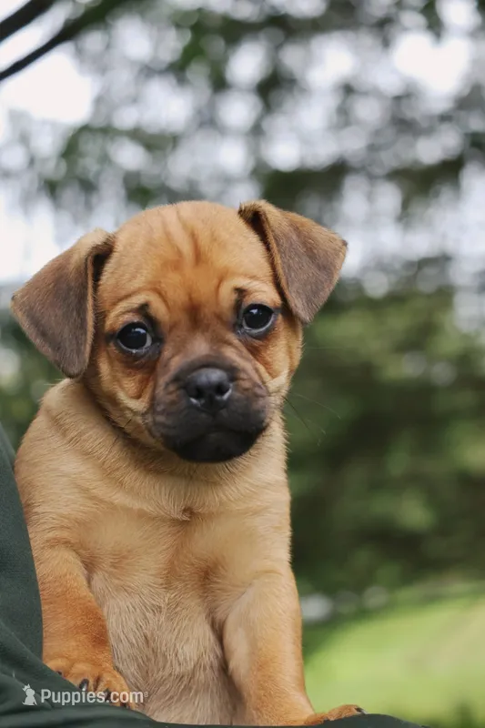 Bullet – Jack Russell Terrier, Pug puppy for sale in Liberty, PA