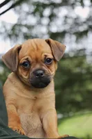Bullet, a male Jack Russell Terrier and Pug for sale in Liberty, PA – 1 of 1