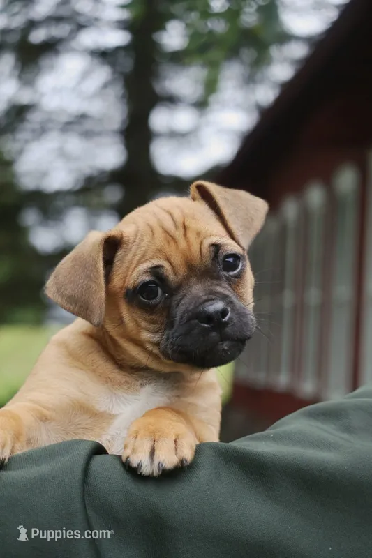 Bandit – Jack Russell Terrier, Pug puppy for sale in Liberty, PA