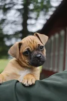 Bandit, a male Jack Russell Terrier and Pug for sale in Liberty, PA – 1 of 1