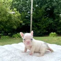 Titan, a male French Bulldog for sale in Denison, TX – 3 of 10