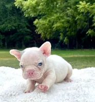 Titan, a male French Bulldog for sale in Denison, TX – 2 of 10