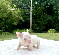 Titan, a male French Bulldog for sale in Denison, TX – 4 of 10
