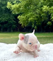 Titan, a male French Bulldog for sale in Denison, TX – 10 of 10