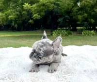 Bluey, a male French Bulldog for sale in Denison, TX – 9 of 10