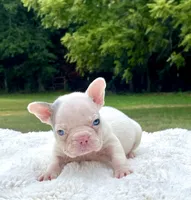 Titan, a male French Bulldog for sale in Denison, TX – 6 of 10