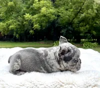 Bluey, a male French Bulldog for sale in Denison, TX – 6 of 10